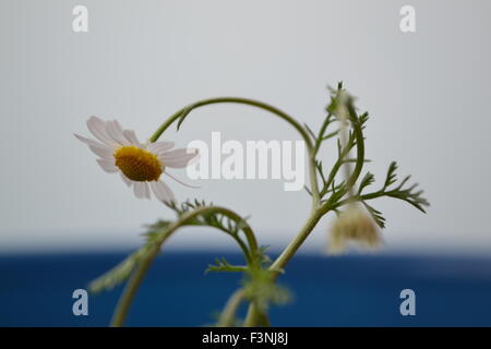 Gänseblümchen, weiße Daisy, Daisy Geist, der Geist der Blume, gute Gefühle, die Welt der Blumen, Kamille Welt, Gerber Daisies, Stockfoto