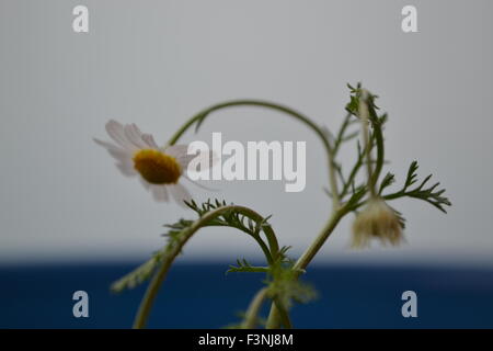 Gänseblümchen, weiße Daisy, Daisy Geist, der Geist der Blume, gute Gefühle, die Welt der Blumen, Kamille Welt, Gerber Daisies, Stockfoto