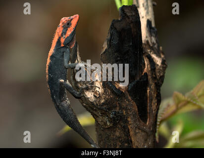 Das Bild des Waldes Calotes (Calotes Rouxii) aufgenommen in Sanjay Gandhi National Park, Mumbai, Indien Stockfoto