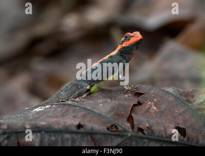 Das Bild des Waldes Calotes (Calotes Rouxii) aufgenommen in Sanjay Gandhi National Park, Mumbai, Indien Stockfoto