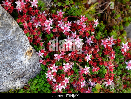 Sedum Anglicum oder englische Fetthenne wachsen auf Snowdonia Bergseite Stockfoto