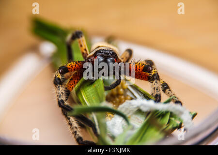 Spinne auf grünes Blatt Stockfoto