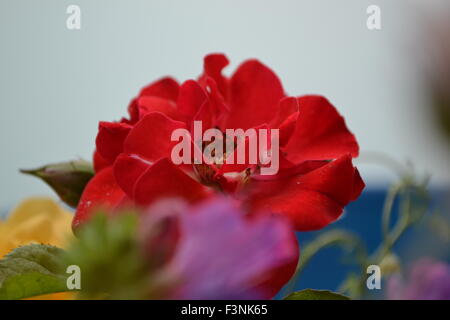 Rosen, rote Rosen, Rosen, rose Knospe Wildblumen, gute Gefühle, die Welt der Blumen, Vögel, Gerber Gänseblümchen, Kamille-Welt und zart Stockfoto