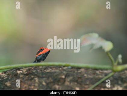 Das Bild des Waldes Calotes (Calotes Rouxii) aufgenommen in Sanjay Gandhi National Park, Mumbai, Indien Stockfoto