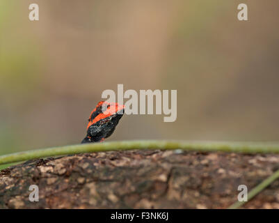 Das Bild des Waldes Calotes (Calotes Rouxii) aufgenommen in Sanjay Gandhi National Park, Mumbai, Indien Stockfoto