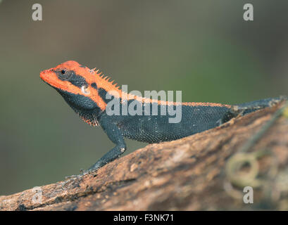 Das Bild des Waldes Calotes (Calotes Rouxii) aufgenommen in Sanjay Gandhi National Park, Mumbai, Indien Stockfoto