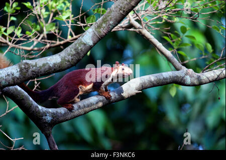 Das Bild des riesigen indischen Eichhörnchen (Ratufa Indica) aufgenommen in Goa, Indien Stockfoto