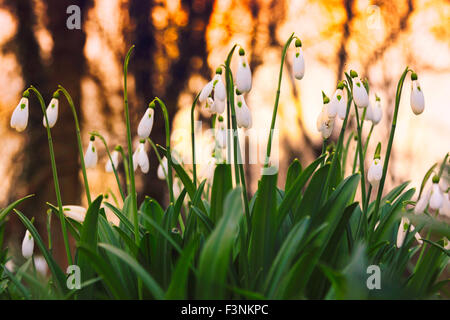 Frühlingsblumen Sie Schneeglöckchen (Galanthus Nivalis) blühen im Wald in Ungarn Stockfoto