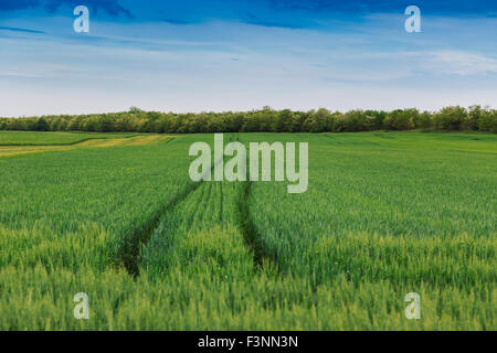 Weizen Feld Landschaft mit Pfad im Sommer-Ungarn Stockfoto