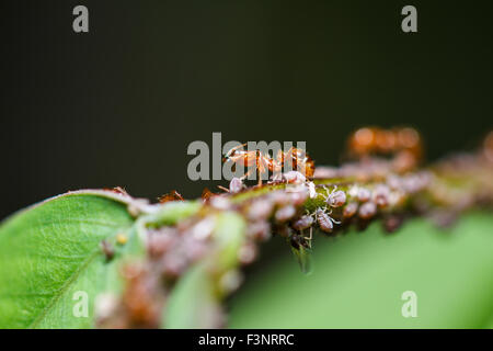 rote Ameisen auf einem grünen Blatt Stockfoto