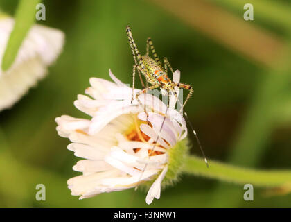 Grashuepfer Nymphe auf einer Blume Stockfoto