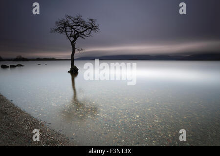 Milarrochy Bay untergetaucht teilweise einsamen Baum am Ufer des Loch Lomond bei Sonnenuntergang Stockfoto