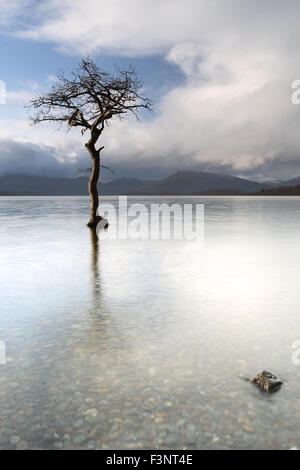 Milarrochy Bucht teilweise untergetauchten einsamer Baum am Ufer des Loch Lomond Stockfoto