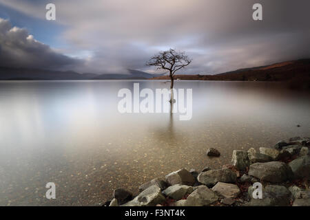 Milarrochy Bay untergetaucht teilweise einsamen Baum am Ufer des Loch Lomond bei Sonnenuntergang Stockfoto