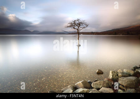 Milarrochy Bay untergetaucht teilweise einsamen Baum am Ufer des Loch Lomond bei Sonnenuntergang Stockfoto