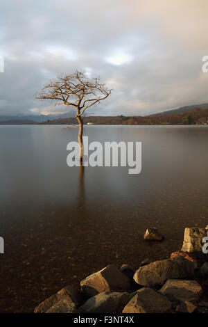 Milarrochy Bay untergetaucht teilweise einsamen Baum am Ufer des Loch Lomond bei Sonnenuntergang Stockfoto