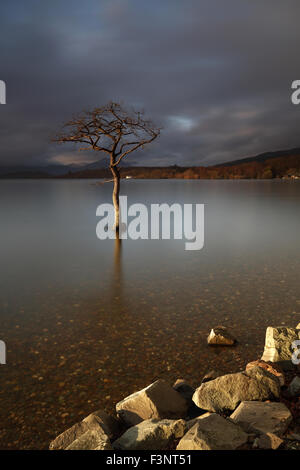 Milarrochy Bay untergetaucht teilweise einsamen Baum am Ufer des Loch Lomond bei Sonnenuntergang Stockfoto