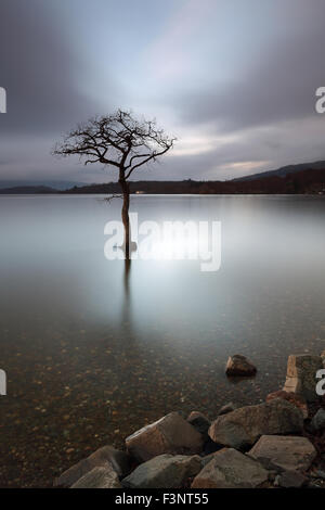 Milarrochy Bay untergetaucht teilweise einsamen Baum am Ufer des Loch Lomond bei Sonnenuntergang Stockfoto