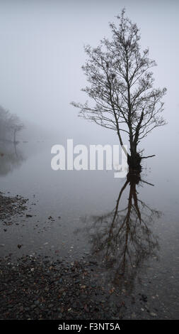 Milarrochy Bucht teilweise untergetauchten einsamer Baum reflektiert in Loch Lomond im Nebel Stockfoto