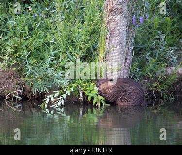 Biber (Castor canadensis) Fütterung auf Strauch neben einem zitternden Espe Baum (Populus tremuloides) in Draht zum Schutz gewickelt Stockfoto