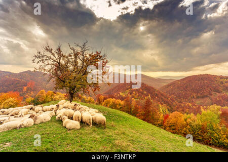 Schafe unter dem Baum in Herbstlandschaft in den rumänischen Karpaten Stockfoto