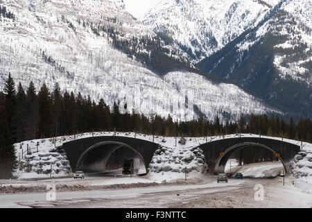 Tierwelt-Überquerung Trans-Canada Highway, Wildlife-Fahrzeug Kollisionen zu verhindern Stockfoto