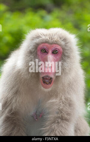 Wilde japanische Makaken (Macaca fuscata) bedrohen einen anderen Affen im Wald, Präfektur Nagano, Honshu Island, Japan Stockfoto