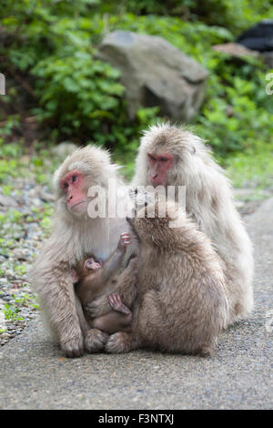 Wilde japanische Makaken (Macaca fuscata), die eine Mutter auf einem Weg in einem japanischen Naturschutzgebiet in der Präfektur Yamanouchi Nagano, Japan, mit dem Baby verwöhnen Stockfoto