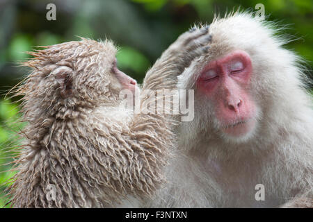 Junge wilde japanische Makaken (Macaca fuscata), die einen erwachsenen Affen im Wald, in den japanischen Alpen, auf Honshu Island, Japan pflegen Stockfoto