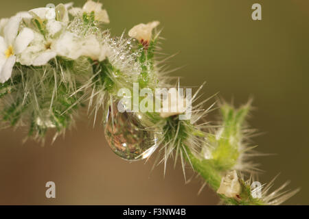 Wasser Tropfen Makro auf einem Kaktus im Ventana Canyon Stockfoto