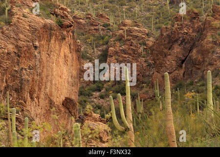 Die Wüste von Ventana Canyon in Tucson, Arizona Stockfoto