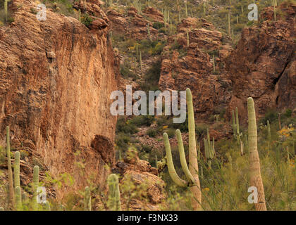 Die Wüste von Ventana Canyon in Tucson, Arizona Stockfoto