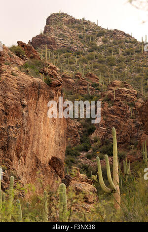 Die Wüste von Ventana Canyon in Tucson, Arizona Stockfoto