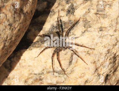 Dünnen Beinen Wolfspinne der Gattung Pardosa in Tucson, AZ Stockfoto