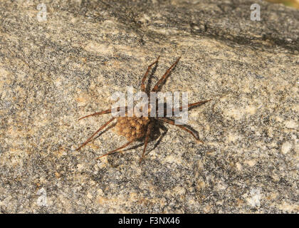 Dünnen Beinen Wolfspinne der Gattung Pardosa in Tucson, AZ, mit Jungspinnen auf Rückseite Stockfoto