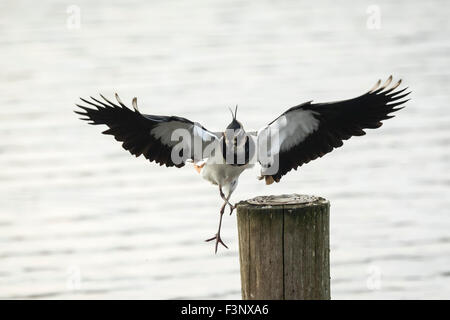 Nördlichen Kiebitz, Vanellus Vanellus im Flug an einem sonnigen Tag. Diese Kiebitz ist ein Shorebird, die Bestandteil der Regenpfeifer-Familie ist und Stockfoto