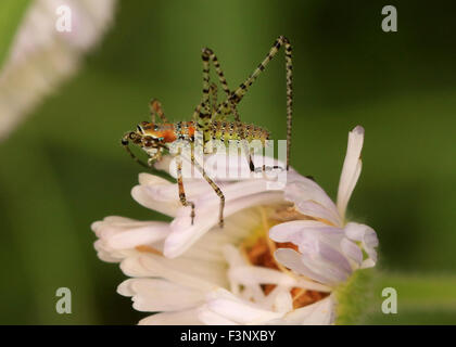 Grashuepfer Nymphe auf einer Blume Stockfoto