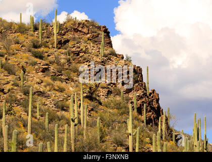 Die Wüste von Ventana Canyon in Tucson, Arizona Stockfoto