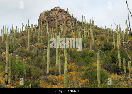 Die Wüste von Ventana Canyon in Tucson, Arizona Stockfoto