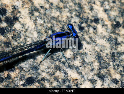 Makro einer blaue Libelle in Tucson, Arizona Stockfoto