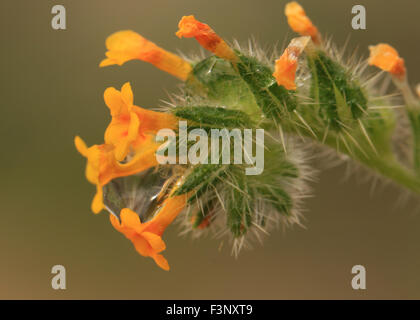 Makro eines Wassertropfens auf einem Kaktus in Tucson Arizona Stockfoto