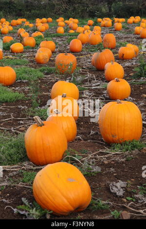 Kürbisse wachsen in einem Patch in einem Feld auf einem englischen Bauernhof in Bereitschaft für Halloween Feier-Oktober Stockfoto