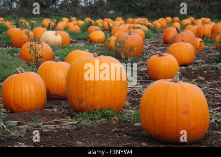 Kürbisse wachsen in einem Patch in einem Feld auf einem englischen Bauernhof in Bereitschaft für Halloween Feier-Oktober Stockfoto