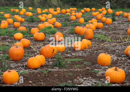 Kürbisse wachsen in einem Patch in einem Feld auf einem englischen Bauernhof in Bereitschaft für Halloween Feier-Oktober Stockfoto