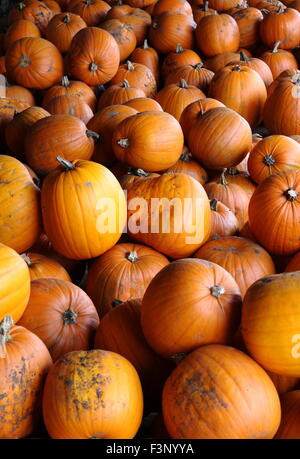 Geerntete Kürbisse gespeichert in einem Bauernhof Scheune für den Verkauf an Halloween in England, UK - Oktober Stockfoto