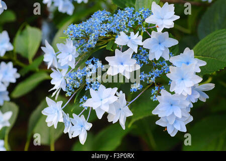 Lacecap-Hortensien (Hydrangea Macrophylla Normalis) in Japan Stockfoto