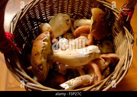 Nahaufnahme von einem Korb voller Speisepilze Stockfoto