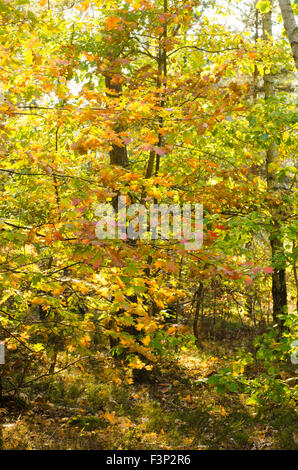 Farben des Herbstes im Eichenwald Stockfoto