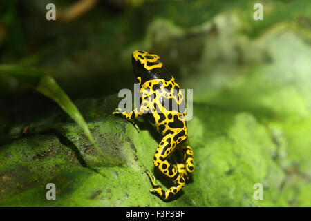 Poison Frosch unter der Leitung von gelb oder gelb-banded Pfeilgiftfrosch (Dendrobates Leucomelas) in Südamerika Stockfoto