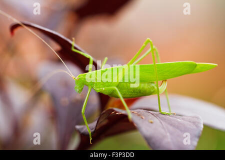 Heuschrecke auf Blatt hautnah Stockfoto